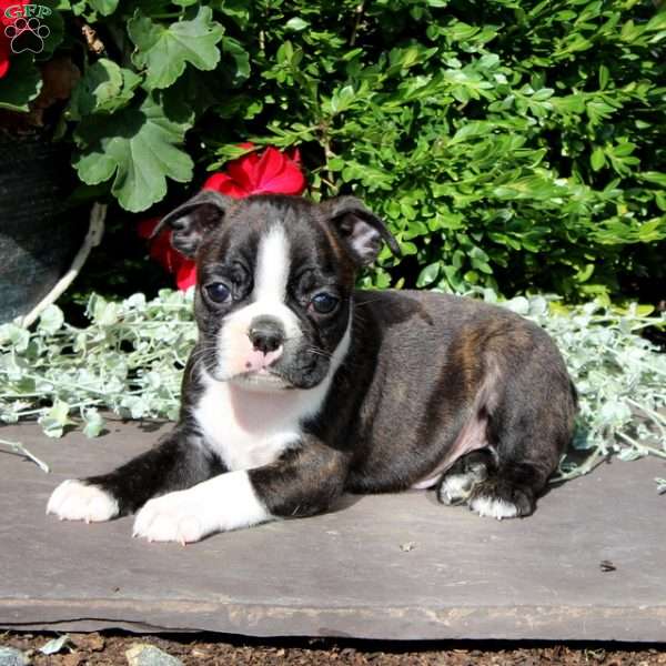 Jamie, Boston Terrier Puppy